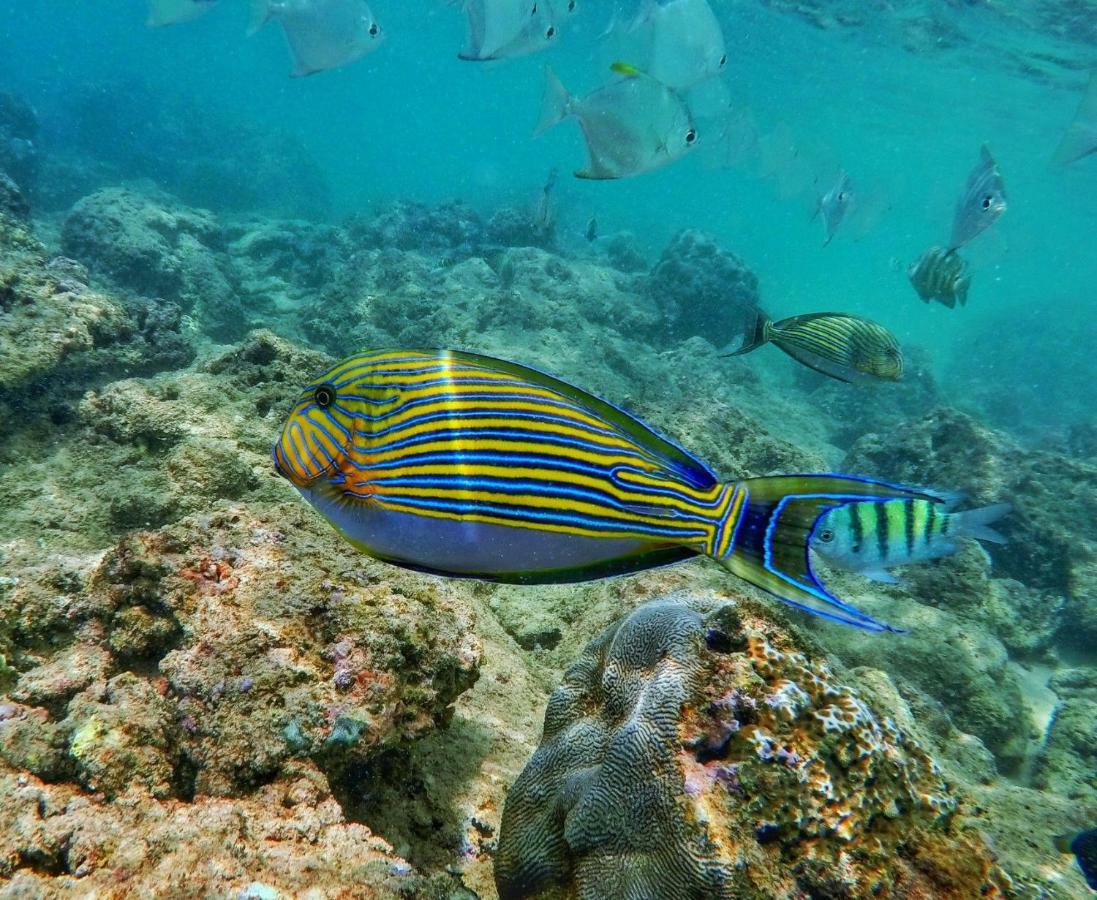 Hotel Dolphin Hikkaduwa Kültér fotó
