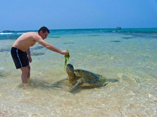 Hotel Dolphin Hikkaduwa Kültér fotó